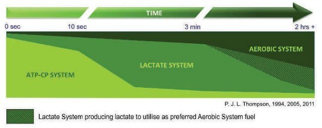 lactate_system