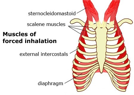 diaphragm_diagram